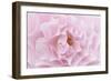 Rose Pink Rose-Cora Niele-Framed Photographic Print