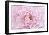 Rose Pink Rose-Cora Niele-Framed Photographic Print