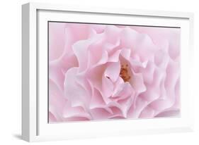 Rose Pink Rose-Cora Niele-Framed Photographic Print