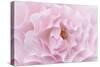 Rose Pink Rose-Cora Niele-Stretched Canvas