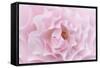 Rose Pink Rose-Cora Niele-Framed Stretched Canvas