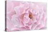 Rose Pink Rose-Cora Niele-Stretched Canvas