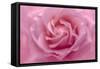 Rose Pink Rose-Cora Niele-Framed Stretched Canvas