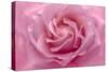 Rose Pink Rose-Cora Niele-Stretched Canvas