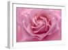 Rose Pink Rose-Cora Niele-Framed Giclee Print