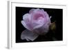 Rose pink with water droplets-Charles Bowman-Framed Photographic Print