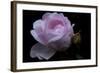 Rose pink with water droplets-Charles Bowman-Framed Photographic Print