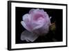 Rose pink with water droplets-Charles Bowman-Framed Photographic Print