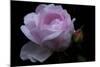 Rose pink with water droplets-Charles Bowman-Mounted Photographic Print