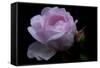 Rose pink with water droplets-Charles Bowman-Framed Stretched Canvas
