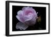 Rose pink with water droplets-Charles Bowman-Framed Photographic Print