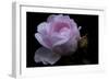 Rose pink with water droplets-Charles Bowman-Framed Photographic Print