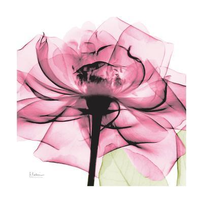 https://imgc.allpostersimages.com/img/posters/rose-pink_u-L-PYJYEX0.jpg?artPerspective=n