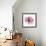 Rose Pink-Albert Koetsier-Framed Art Print displayed on a wall