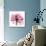 Rose Pink-Albert Koetsier-Art Print displayed on a wall