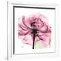 Rose Pink-Albert Koetsier-Framed Art Print