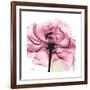 Rose Pink-Albert Koetsier-Framed Art Print