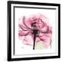 Rose Pink-Albert Koetsier-Framed Art Print