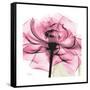 Rose Pink-Albert Koetsier-Framed Stretched Canvas