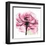 Rose Pink-Albert Koetsier-Framed Art Print