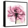 Rose Pink-Albert Koetsier-Framed Stretched Canvas