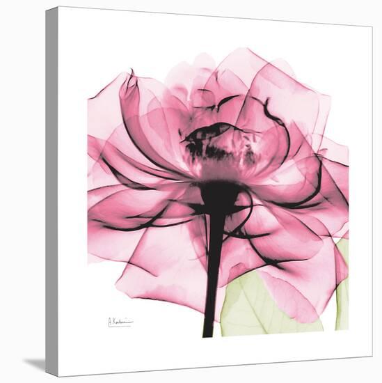 Rose Pink-Albert Koetsier-Stretched Canvas