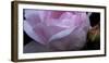 Rose Pink-Charles Bowman-Framed Photographic Print
