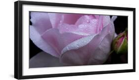 Rose Pink-Charles Bowman-Framed Photographic Print