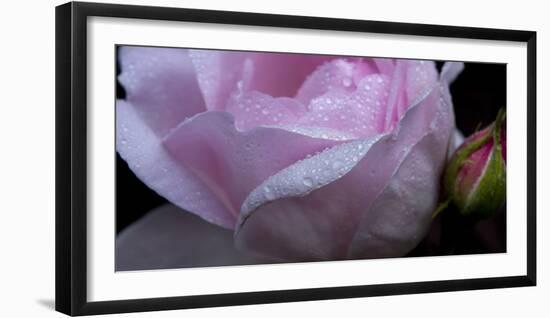 Rose Pink-Charles Bowman-Framed Photographic Print