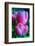 Rose Pink-Charles Bowman-Framed Photographic Print