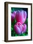 Rose Pink-Charles Bowman-Framed Photographic Print