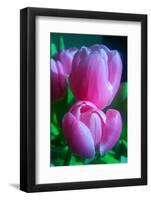 Rose Pink-Charles Bowman-Framed Photographic Print