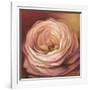 Rose Portrait-Lisa Audit-Framed Art Print