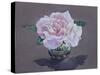 Rose Portrait-Christopher Ryland-Stretched Canvas