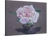 Rose Portrait-Christopher Ryland-Stretched Canvas