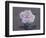 Rose Portrait-Christopher Ryland-Framed Giclee Print