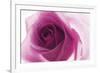 Rose Quartz-Andreas Stridsberg-Framed Giclee Print