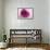 Rose Quartz-Andreas Stridsberg-Framed Giclee Print displayed on a wall