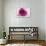 Rose Quartz-Andreas Stridsberg-Framed Giclee Print displayed on a wall