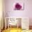 Rose Quartz-Andreas Stridsberg-Mounted Giclee Print displayed on a wall