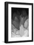 Rose Quartz-Zandria Muench Beraldo-Framed Photographic Print