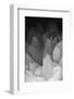 Rose Quartz-Zandria Muench Beraldo-Framed Photographic Print