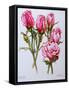 Rose, Queen Elizabeth, 2006-Joan Thewsey-Framed Stretched Canvas