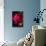 Rose Red 2-Charles Bowman-Photographic Print displayed on a wall