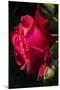 Rose Red 2-Charles Bowman-Mounted Photographic Print