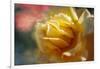 Rose rib-Viviane Fedieu Danielle-Framed Photographic Print