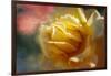 Rose rib-Viviane Fedieu Danielle-Framed Photographic Print