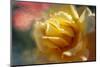 Rose rib-Viviane Fedieu Danielle-Mounted Photographic Print