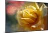 Rose rib-Viviane Fedieu Danielle-Mounted Photographic Print