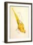 Rose-Ringed Parakeet, Psittacula Krameri-Edward Lear-Framed Giclee Print